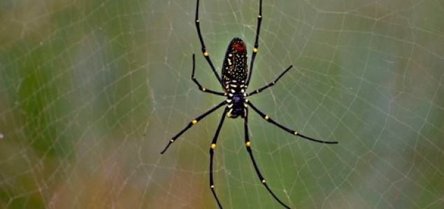 Violinske žice istkane od paukove mreže