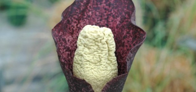Otkrivena još jedna biljka s “penisom”