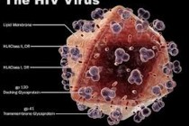 Pronađene ćelije otporne na HIV virus?