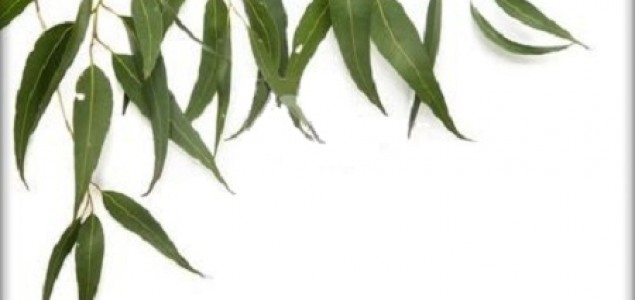 Ublažite prehladu uljem eukaliptusa