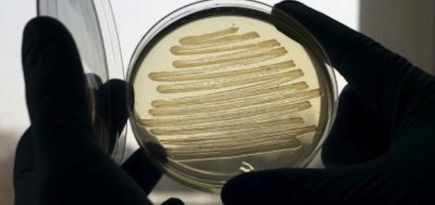 Escherichia coli proizvodi dizel na zahtjev