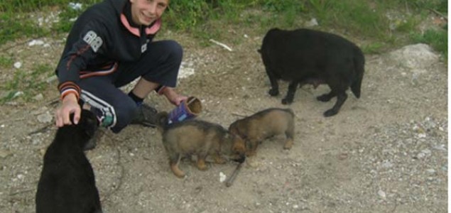 Djeca i životinje – izokrenuta stvarnost Balkana