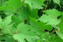 Trojanac Poison Ivy ponovno u uporabi