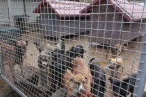 Azil za pse u Prijedoru