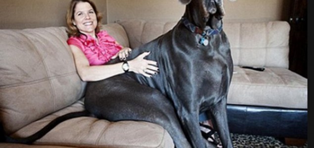 Umro džinovski George, najveći pas na svijetu