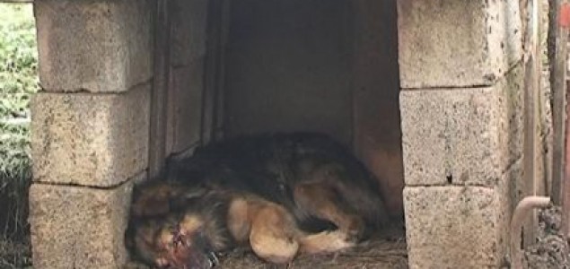 Stigli prvi rezultati rada vlasti:  Pucano na kuću Nurije Murselovića, ubijeno više vlasničkih pasa