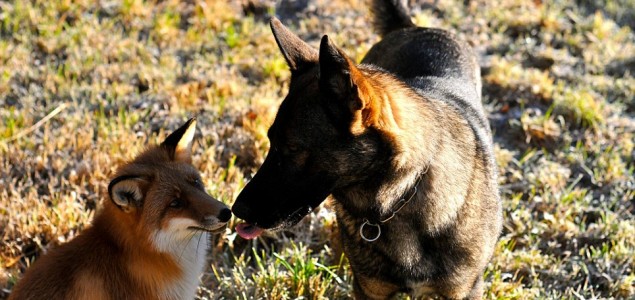 Neobično prijateljstvo između lisice i psa rezultiralo knjigom bajki