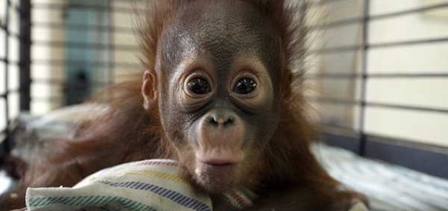40 fotografija predivnih beba životinja u 2013