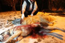 Usvojen Prijedlog zakona o ubijanju pasa: Za krv spremni!