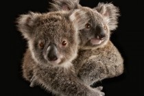 Spasavanje koala
