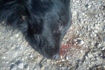 40 otrovanih pasa na ulicama Glamoča