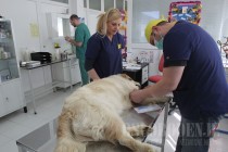 Dogs Trust počeo kampanju sterilizacije vlasničkih pasa: Stagnira broj pasa lutalica