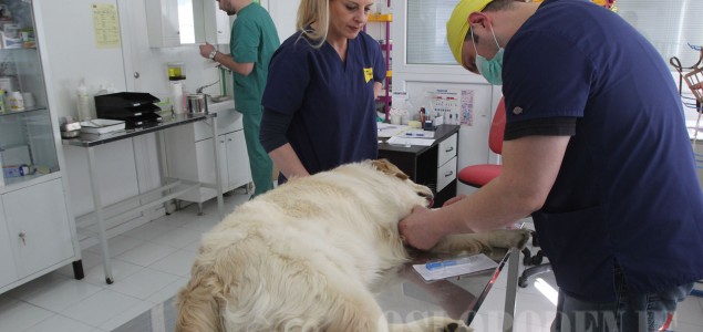Dogs Trust počeo kampanju sterilizacije vlasničkih pasa: Stagnira broj pasa lutalica