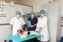 Dogs Trust uspješno okončano kampanju: U KS-u sterilizirano 837 vlasničkih pasa
