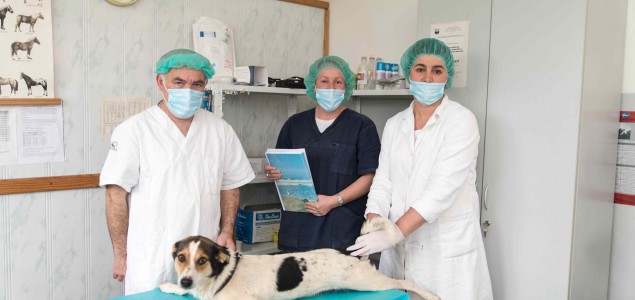 Dogs Trust uspješno okončano kampanju: U KS-u sterilizirano 837 vlasničkih pasa
