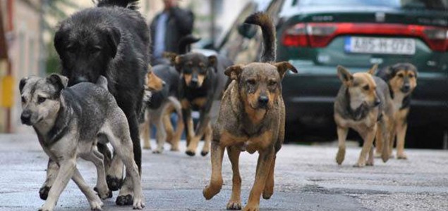 Mini azil za pse lutalice u Hadžićima