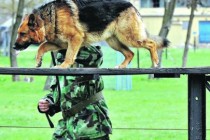 BORBA TRAJE Udruženja nude i da otkupe vojne pse, samo da ih spasu od eksperimenata