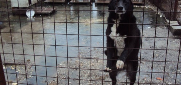 Azilu u Tuzli je hitno potrebna hrana za 500 pasa