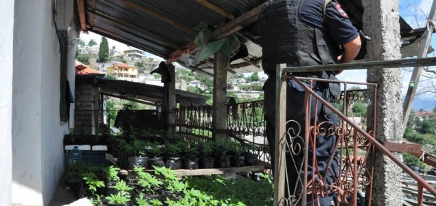 Albanska policija zaplijenila 112.000 sadnica konoplje i 39 tona marihuane