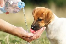 Znakovi dehidracije kod psa