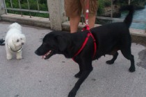 Pronađena ženka labradora u Mostaru