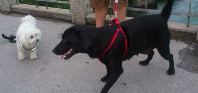 Pronađena ženka labradora u Mostaru