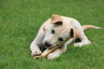 Kako pas utječe na vlasnikovo zdravlje? Neke od prednosti…