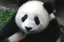 Dovitljiva panda lažira trudnoću zbog dodatne hrane i pažnje