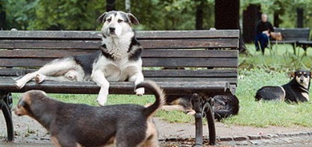U Šapcu najavljeno ubijanje 200 napuštenih pasa!