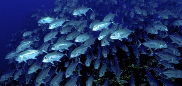 Zbog globalnog zagrijavanja ribe sele u hladnija mora