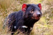 Tasmanski vrag spašen s ruba izumiranja