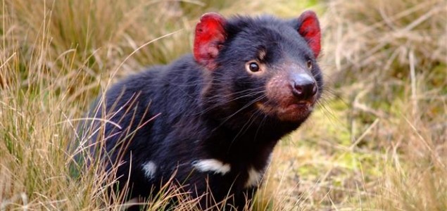 Tasmanski vrag spašen s ruba izumiranja