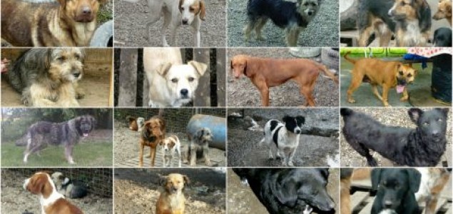Svi psi sa ovih fotografija biće eutanazirani za samo 5 dana!