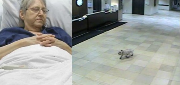 Ljubav: Pas prošao pola grada da dođe do vlasnice koja je bila u bolnici!
