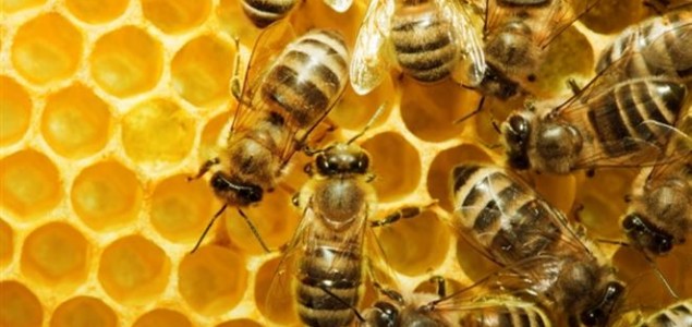 Pčele su prisiljene na prerano skupljanje meda