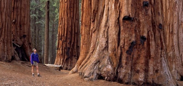 Nacionalni park Sequoia: Zemlja divovskih stabala, SAD