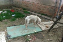 Horor u Zrenjaninu: Psi oduzeti vlasniku koji ih je izgladnjivao!