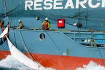 Japan od subote krenuo u sporni lov na kitove