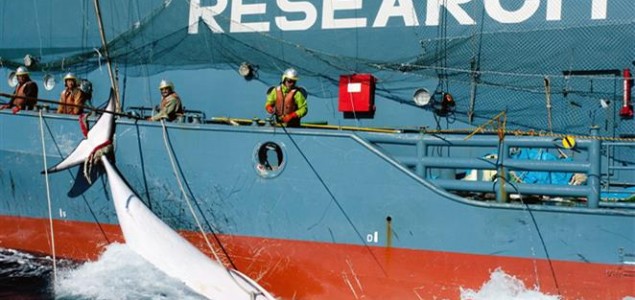 Japan od subote krenuo u sporni lov na kitove