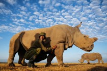 Poslednji mužjak belog nosoroga na svetu