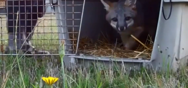 Video: Reakcije životinja puštenih na slobodu