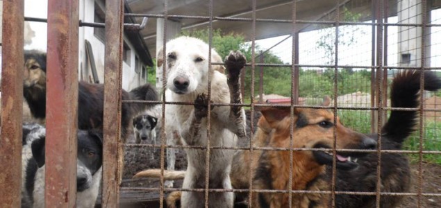 Sklonište za napuštene i izgubljene pse Gladno Polje – Sarajevo