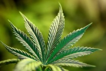 Svjetski stručnjaci u Zagrebu: “Marihuana je najkorisnija biljka na planetu”