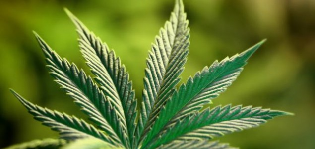 Svjetski stručnjaci u Zagrebu: “Marihuana je najkorisnija biljka na planetu”