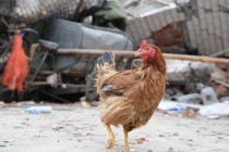 Kina: Životinje predviđaju zemljotrese?