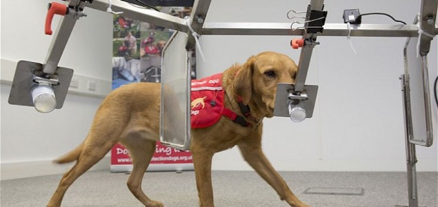 Britanske klinike angažuju pse za otkrivanje malignih bolesti