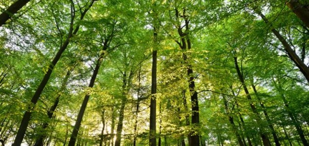Šume nestaju dvaput sporije u zadnjih 25 godina