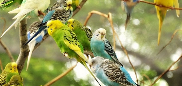Kako se slažu papige s ostalim kućnim ljubimcima?
