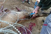 Smrt na žilet-žici: Stradalo najmanje sedam primjeraka jelenske divljači