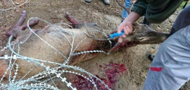 Smrt na žilet-žici: Stradalo najmanje sedam primjeraka jelenske divljači